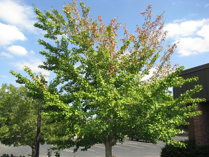 leaves at the top of a tree are turning brown