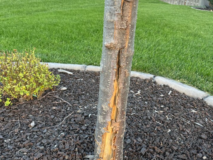 crack on a tree trunk from frost injury