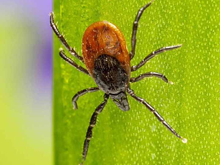 Image of a tick. 