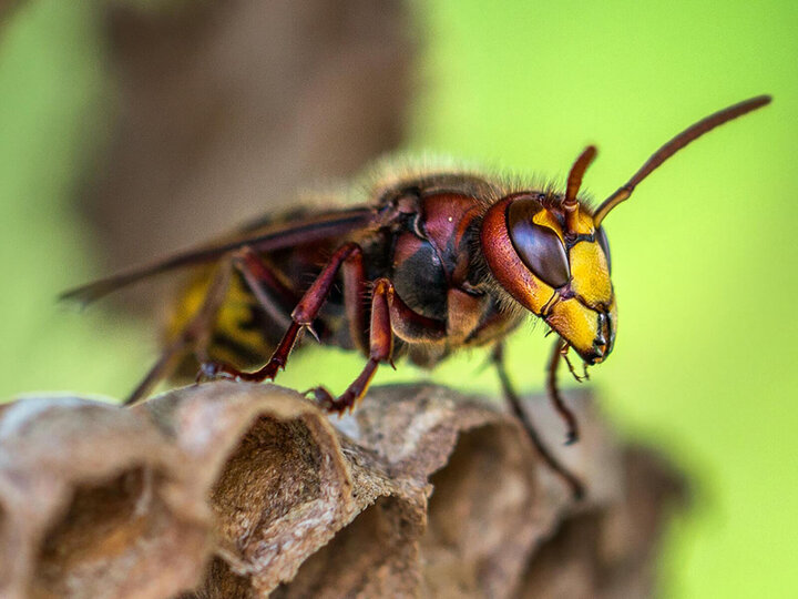 Image of a wasp. 