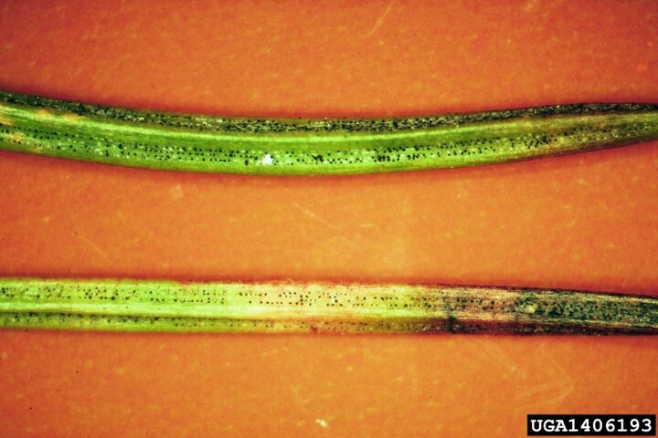 Spruce Needle Cast