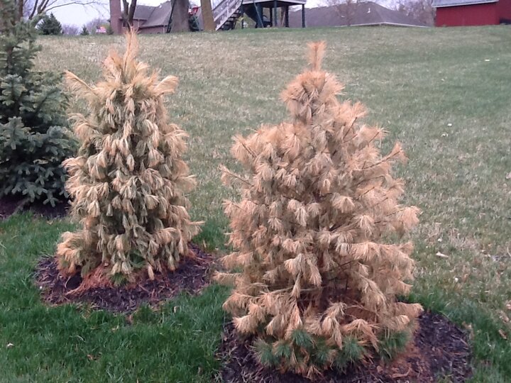 brown trees from winter injury
