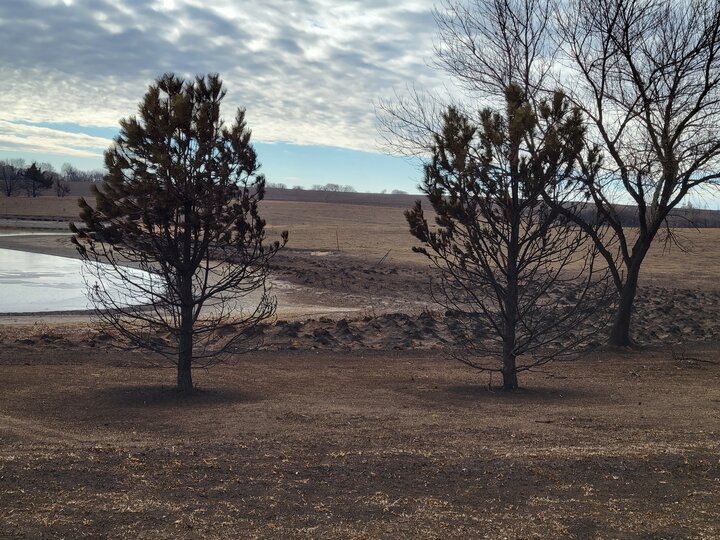 trees and lawn blacked due to wildfires