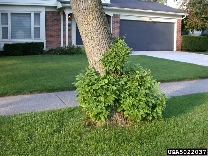 suckering on an ash tree from EAB damage