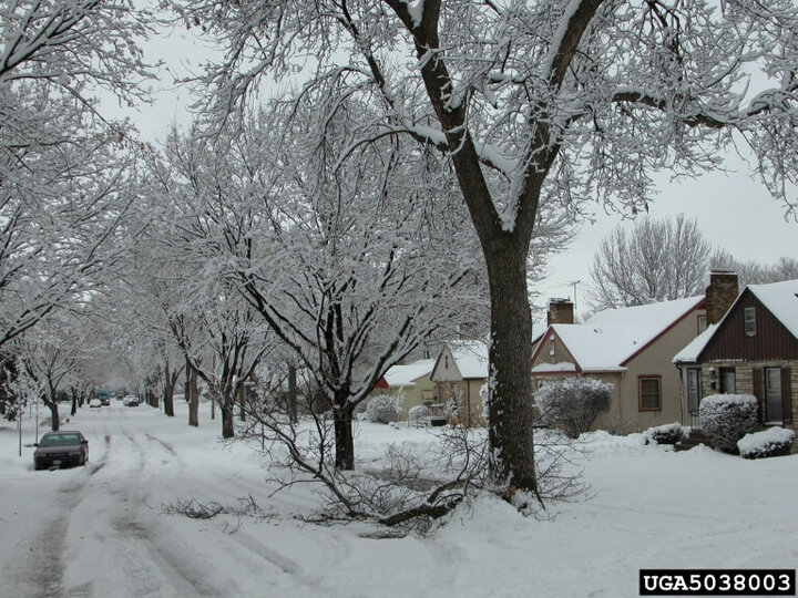 Snow damage on trees