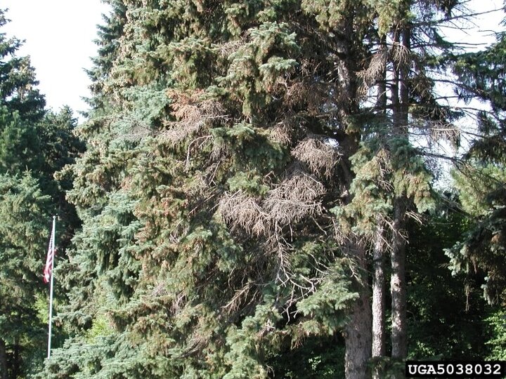 canker in a spruce tree