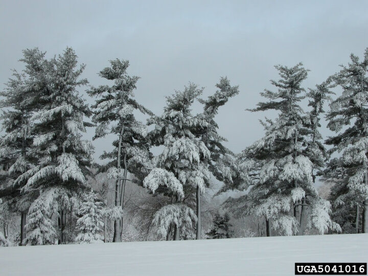 snow load on trees