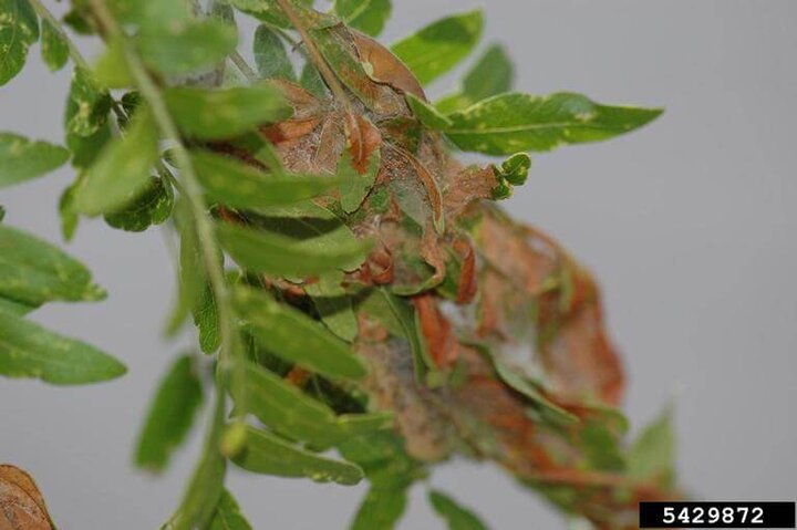 mimosa webworm damage