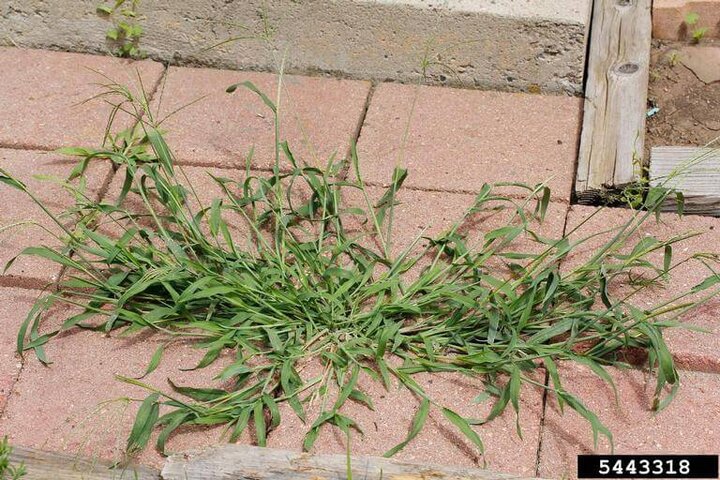 smooth crabgrass growing through cracks in a brick patio