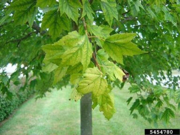 Chlorosis in a maple tree