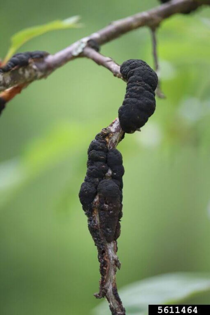 black knot fungus on a tree