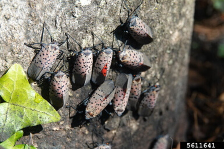 spotted lanternfly adults on a tree
