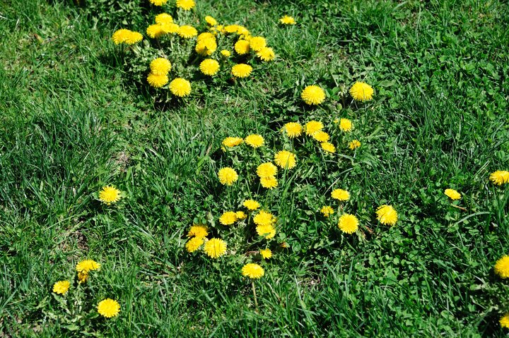 dandelions in a yard
