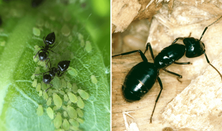 Image of ants tending aphids. 