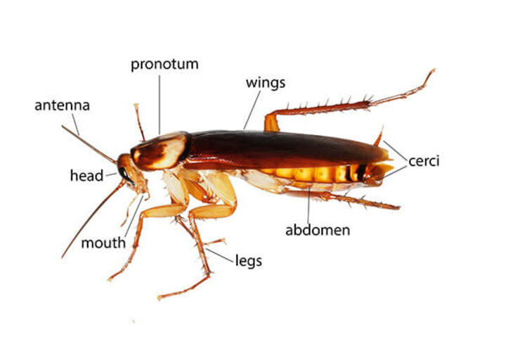 Diagram of a cockroach