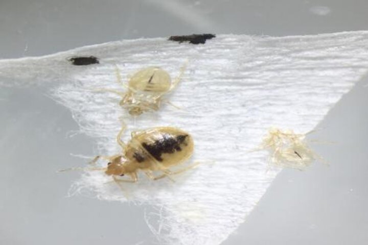 Image of bed bug nymph. 