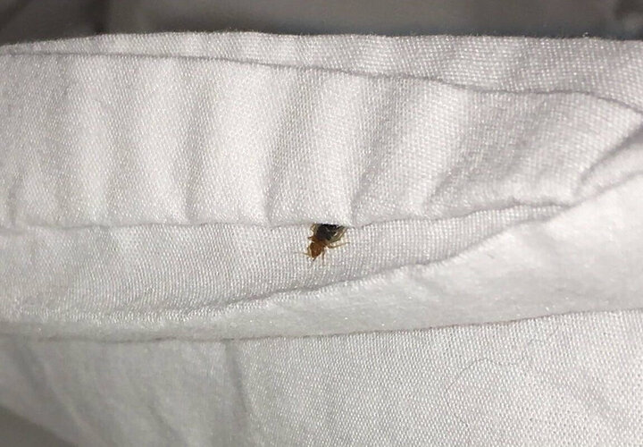 Bug bed on bed. Photo provided by Jody Green.