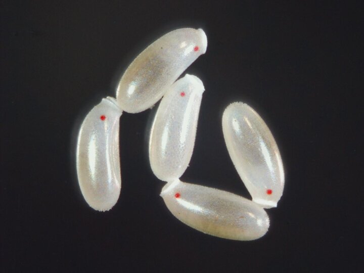 Image of bed bug eggs. 