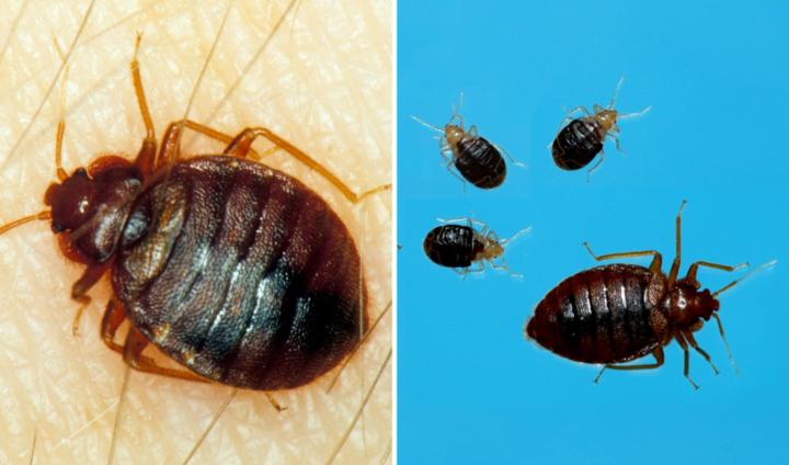 Image of bed bug life stages. 