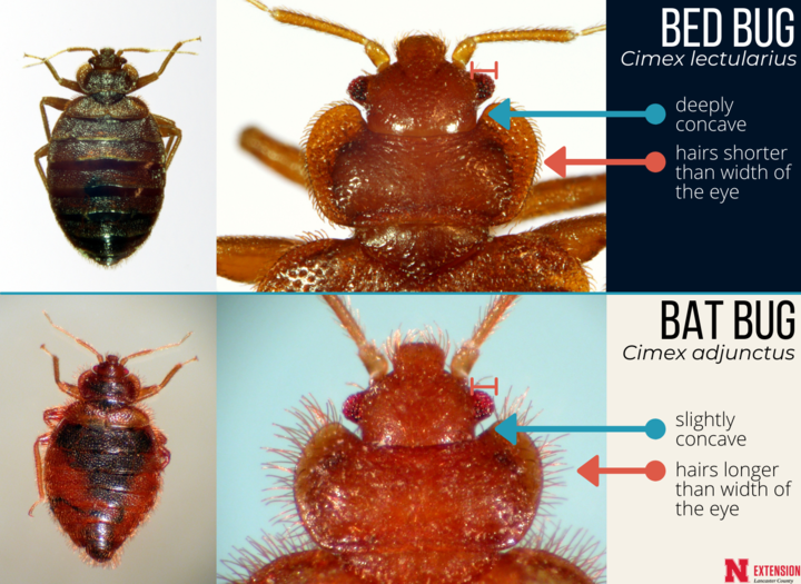 Identification characteristics pictures. 