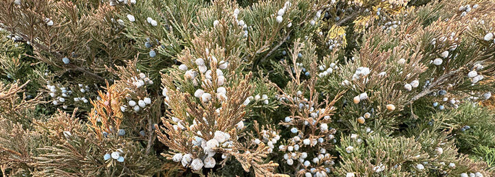 Image of eastern red cedar winter foliage color. 
