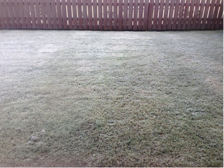 frost on a lawn