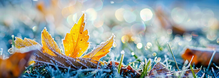 Image of frost on turfgrass and leaves. 