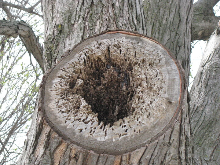 Hollowed tree trunk with jagged edges and decayed wood.