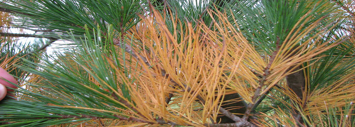 Image of fall natural needle yellowing on white pine. 