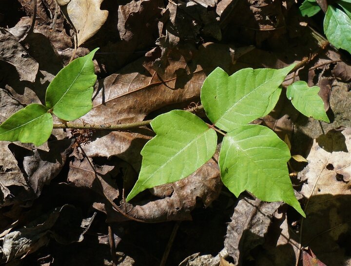 Bright green leaves of poison ivy among brown, dry foliage.