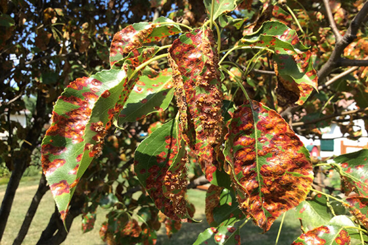 Image of cedar-pear rust leaf spots. 