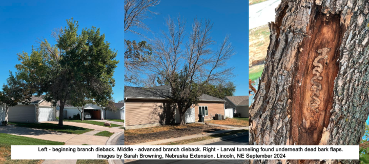 Image of EAB damage symptoms.  