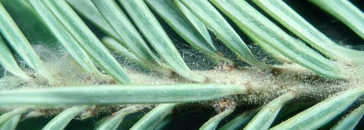 Close-up image of spruce spider mites. 