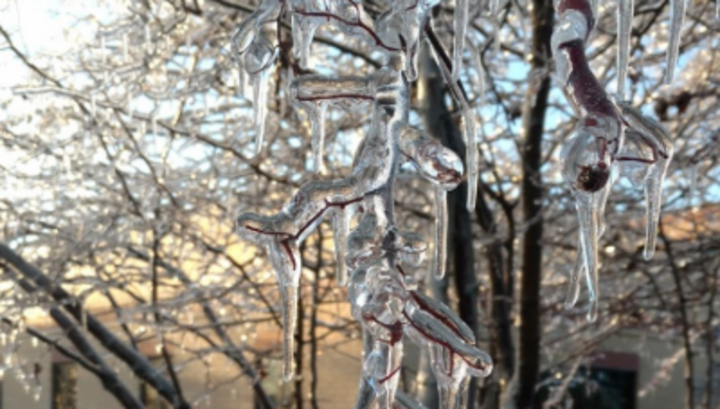 ice on a tree limb