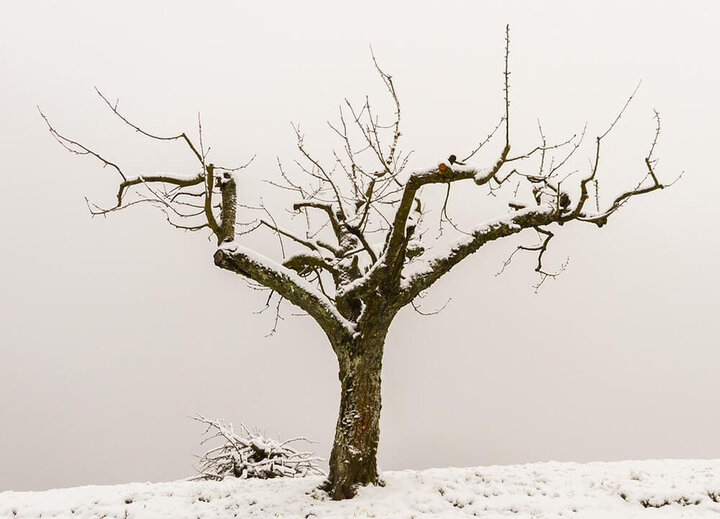 Image of fruit tree pruned in the open center system.