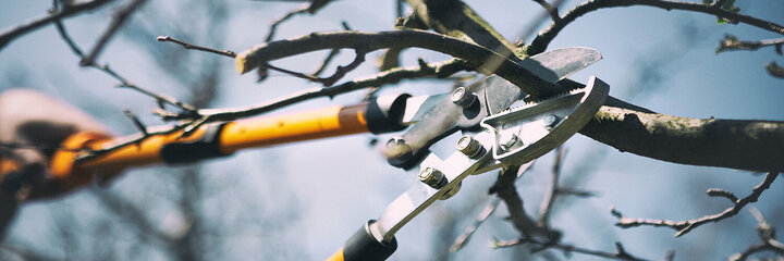 Image of dormant tree pruning.
