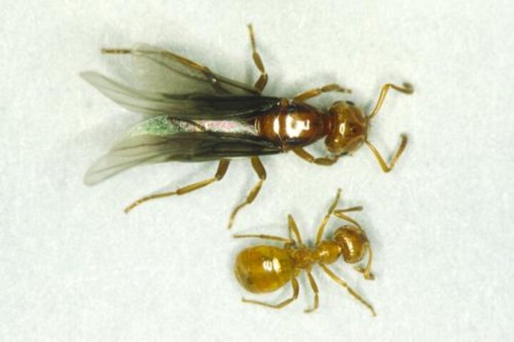 Image of yellow ant queen (top) and worker ant (bottom).
