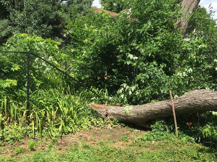 tree trunk fallen over a fence, damaging it